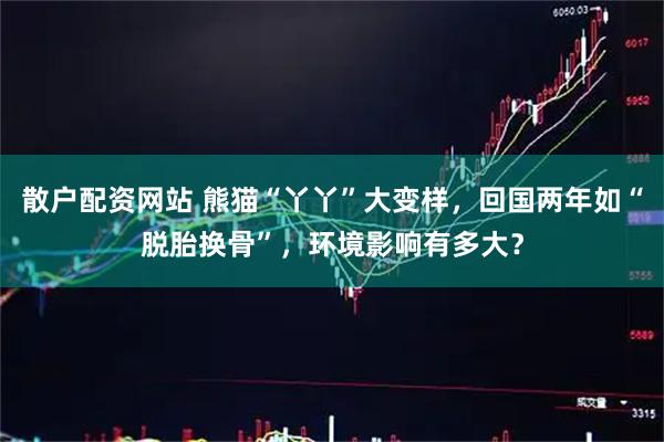 散户配资网站 熊猫“丫丫”大变样，回国两年如“脱胎换骨”，环境影响有多大？